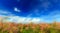 Wild tamarink, Tamarix ramosissima and blue sky