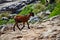 Wild tamed goat is looking and walking on the hill