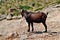 Wild tamed goat is looking and walking on the hill