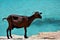 Wild tamed goat is looking and walking on the rock next to the turquoise sea water in Cala Figuera