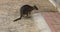 Wild Tammar Wallaby, Macropus eugenii 4K