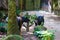 Of wild tapir eat grass image