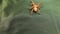 Wild tarantula walking. close up of female spider isolated on a green background