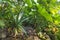 Wild taro growing in jungle pools