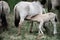 Wild tarpan horses in wildlife