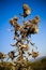 Wild teasel