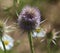 Wild teasel