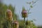 Wild Teasel, also known as Common teasel or Venuscup teasel. Botanical name: Dipsacus sylvestris