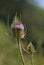 Wild Teasel, also known as Common teasel or Venuscup teasel. Botanical name: Dipsacus sylvestris