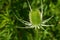 Wild Teasel - Dipsacus fullonum