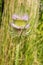 Wild Teasel - Dipsacus fullonum