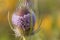 Wild teasel, Dipsacus fullonum