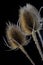 Wild Teasel (Dipsacus Fullonum) in Close Up