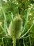 Wild teasel Dipsacus fullonum, a species of flowering plant