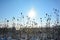 Wild teasel in a field in winter with tall snow, sun and blue sky