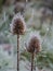 Wild teasel on a frosty morning