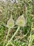 Wild teasel in a meadow