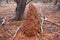 Wild termite mound made of red earth in outback central Australian desert in Australia