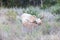 Wild Texas Longhorn Bull