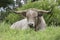 Wild Texas Longhorn bull resting in prairie grass