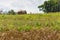 Wild Thai Elephant walking over Grass Field under Blue sky