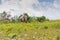 Wild Thai Elephant walking over Grass Field under Blue sky