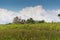 Wild Thai Elephant walking over Grass Field under Blue sky