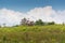 Wild Thai Elephant walking over Grass Field under Blue sky