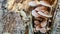 Wild thin plate shaped mushrooms grow on dead tree