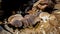 Wild thin plate shaped mushrooms grow on dead tree