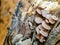 Wild thin plate shaped mushrooms grow on dead tree