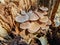 Wild thin plate shaped mushrooms grow on dead tree