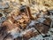 Wild thin plate shaped mushrooms grow on dead tree