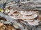 Wild thin plate shaped mushrooms grow on dead tree