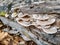 Wild thin plate shaped mushrooms grow on dead tree