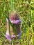 Wild Thistle Flower