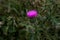 Wild Thistle Flower in a Scottish Field