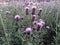 Wild thistle flowers