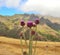 Wild thistle flowers onopordum carduelium, Gran canaria