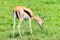 Wild Thompson`s gazelle Eudorcas thomsonii