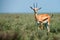 Wild Thompson`s gazelle or Eudorcas thomsonii in savannah