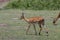Wild Thomson's gazelles in the African savannah