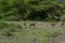 Wild Thomson's gazelles in the African savannah