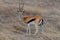 Wild Thomson's gazelles in the African savannah