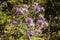 Wild thorny Eryngo flowers on a field closeup