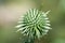 Wild thorny flower close up macro