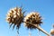 Wild thorny plants from below