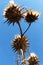 Wild thorny plants from below