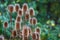 Wild thorny plants blurred green nature background