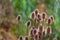 Wild thorny plants blurred green nature background